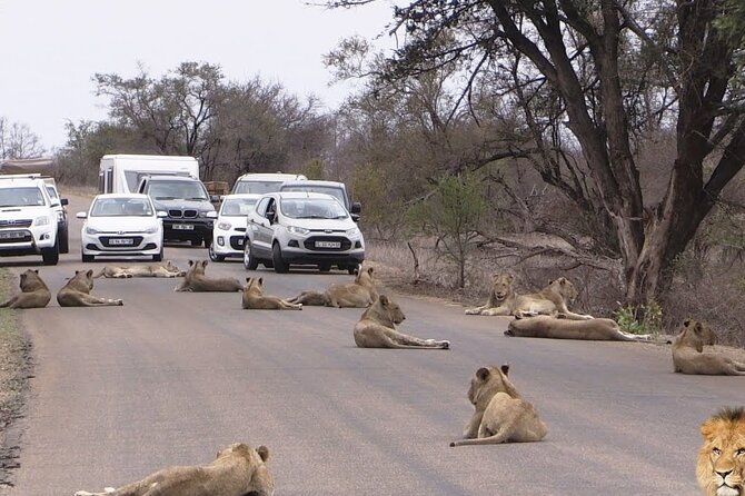 Half-Day Nairobi National Park Game Drive Guided Tour With Pick Up - Park Entrance Fees