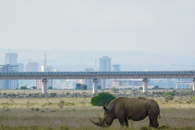 Half Day Nairobi National Park Guided Game Drive With Free Wifi - Tour Details