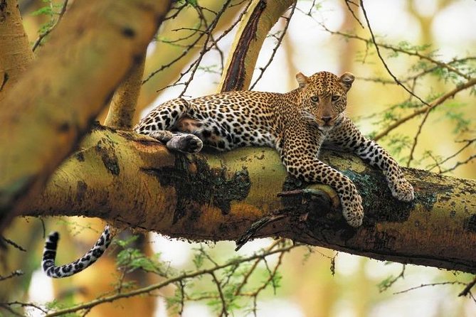 Half Day Nairobi National Park Guided Game Drive With Free Wifi - Cancellation Policy