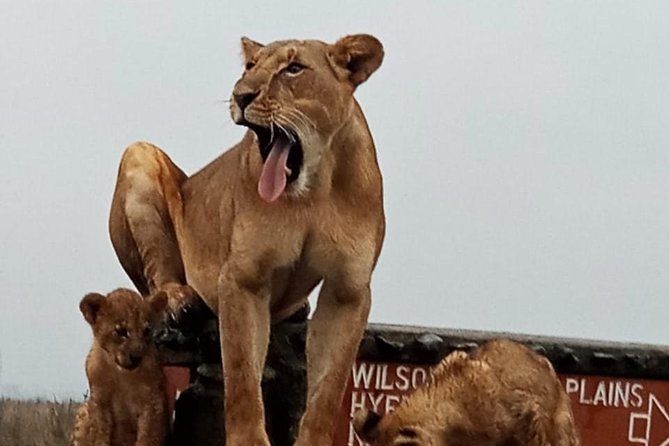 Half Day Nairobi National Park Guided Game Drive With Free Wifi - Reviews