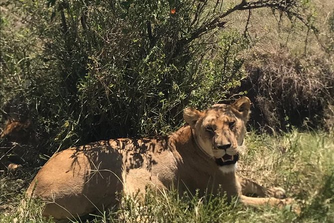 Half Day Nairobi National Park Guided Game Drive With Free Wifi - Directions