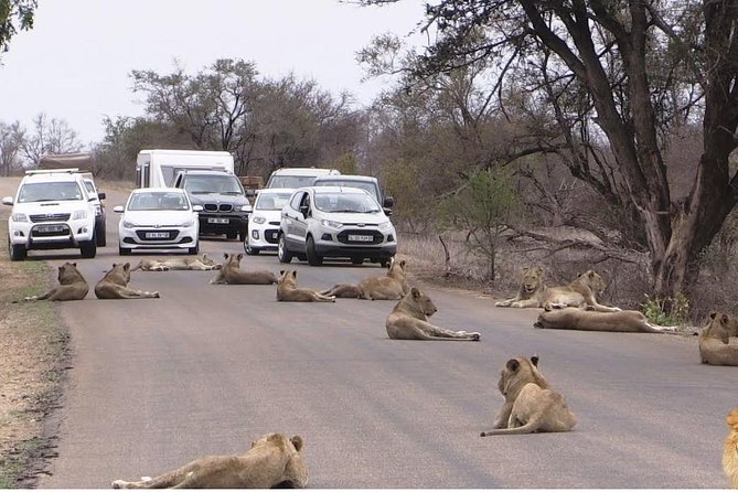 Half Day Nairobi National Park Guided Tour From Nairobi - Important Guidelines