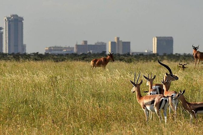 Half Day - Nairobi National Park Safari - Good To Know