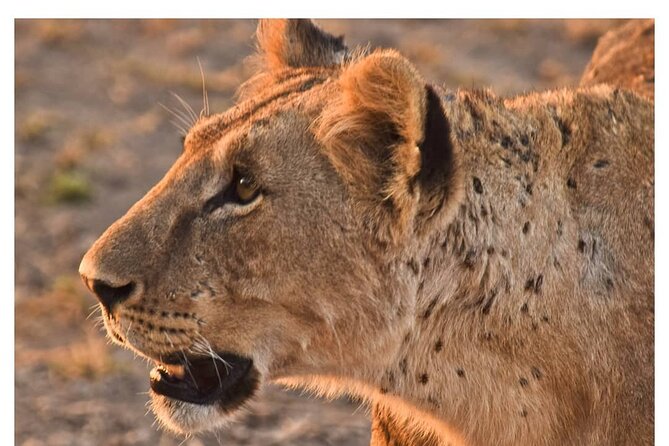 Half Day Nairobi National Park Safari - Transportation Details