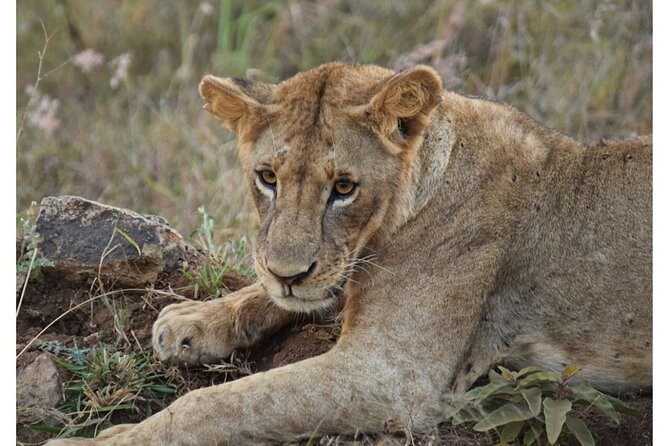 Half Day Nairobi National Park Safari - Pricing and Booking