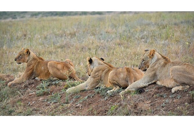 Half Day Nairobi National Park Safari - Pickup Instructions