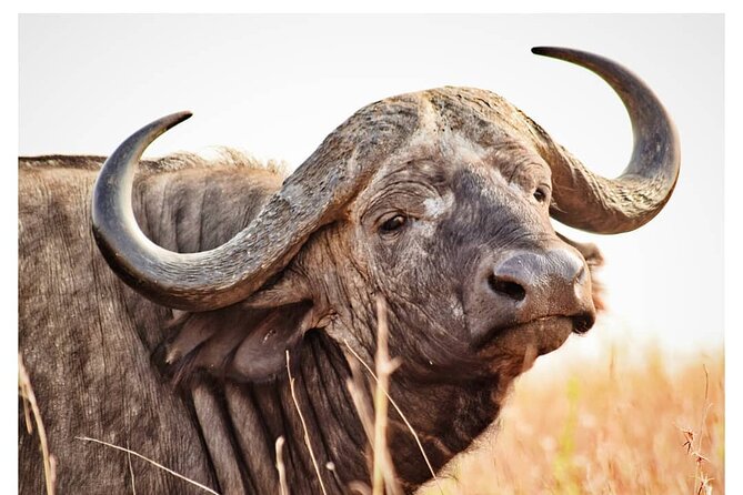 Half Day Nairobi National Park Safari - Services Provided