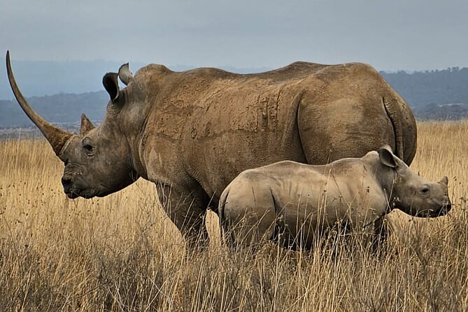 Half-Day Nairobi National Park Tour - Reviews