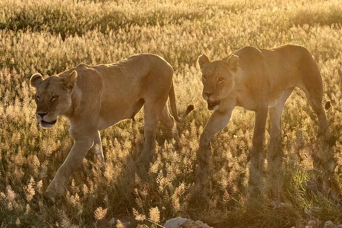 Half-Day Nairobi National Park Tour - Inclusions