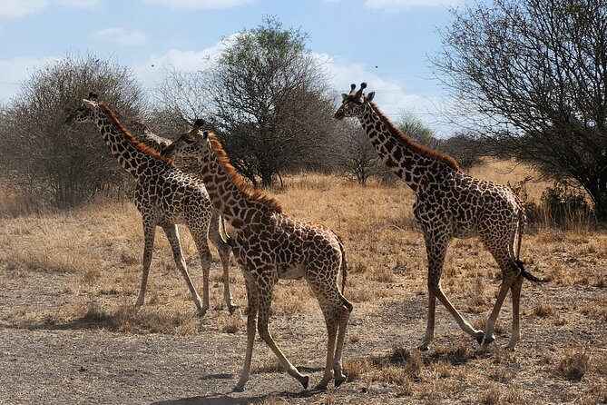 Half-Day Nairobi National Park Tour - Confirmation and Accessibility