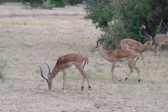 Half-Day Nairobi National Park Tour From Nairobi - Inclusions and Pickup Details