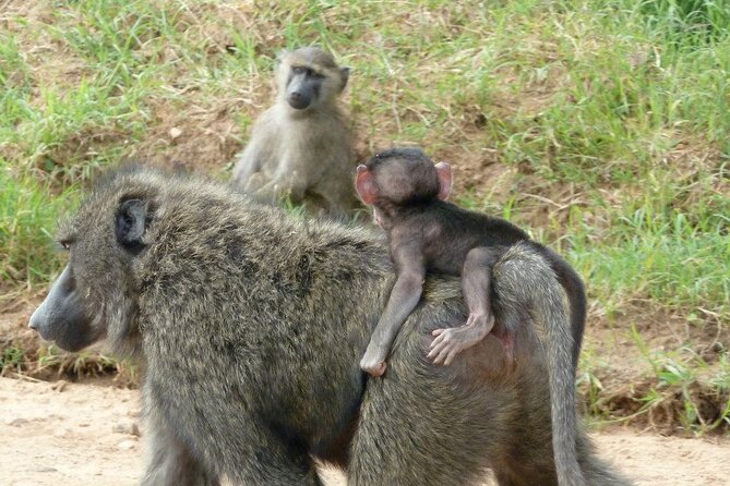 Half-Day Nairobi National Park Tour From Nairobi - Frequently Asked Questions