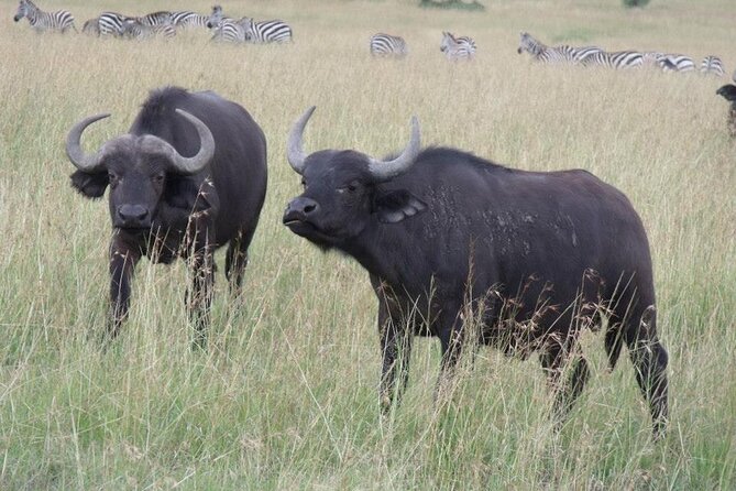 Half-Day Nairobi National Park Tour From Nairobi - The Sum Up