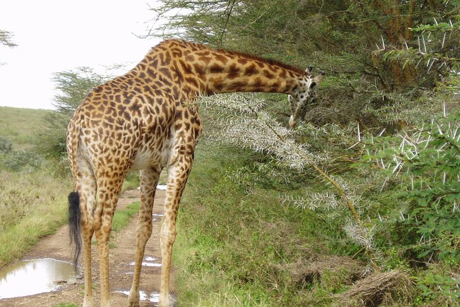 Half Day Nairobi National Park Tour PARK FEES EXCLUSIVE From Nairobi - Booking Details