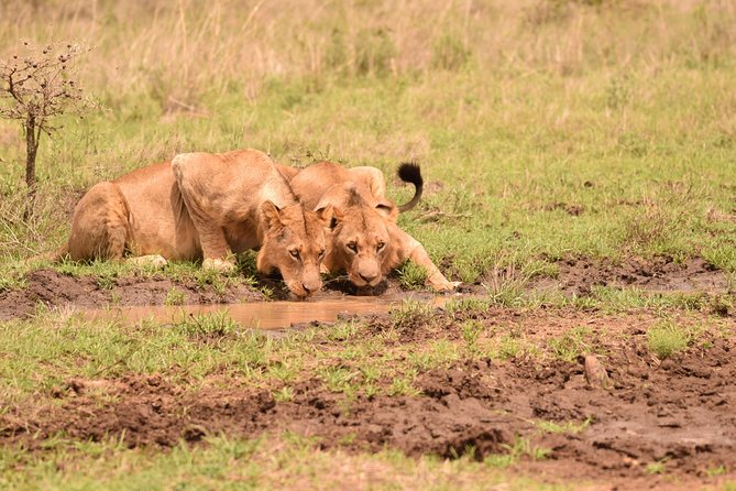 Half Day Nairobi National Park Tour PARK FEES EXCLUSIVE From Nairobi - Inclusions and Exclusions