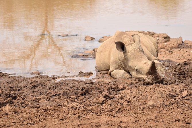 Half Day Nairobi National Park Tour PARK FEES EXCLUSIVE From Nairobi - Important Information