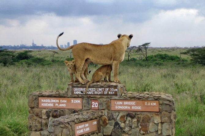 Half Day Nairobi National Park Tour PARK FEES EXCLUSIVE From Nairobi - Booking Process