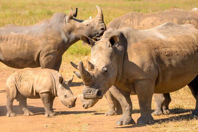 Half Day Nairobi National Park Tour With Admission - Exclusions