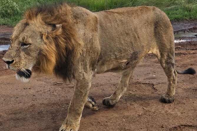 Half Day Nairobi National Park Tour With Admission - Additional Information