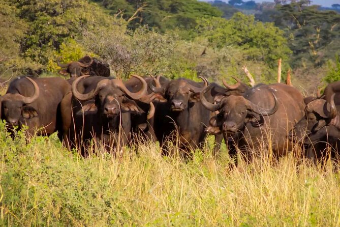 Half Day Nairobi National Park Tour With Admission - Directions and Pickup Information