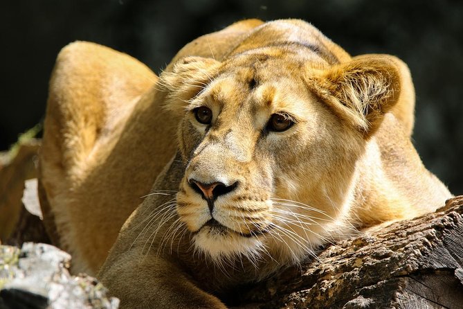 Half Day Nairobi Tour/nairobi Park/elephant/giraffe Centre - Tour Highlights