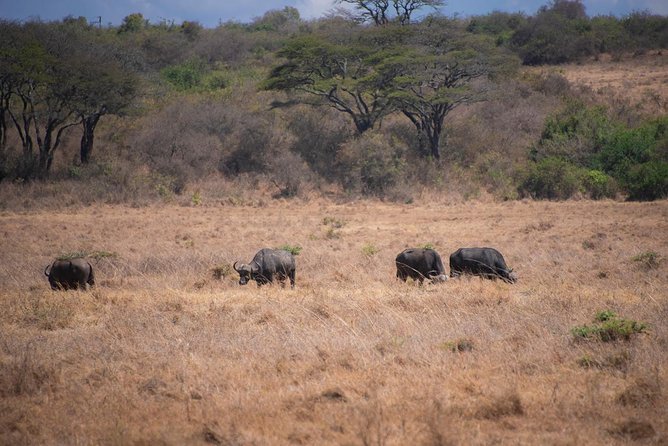 Half Day Nairobi Tour/nairobi Park/elephant/giraffe Centre - Itinerary