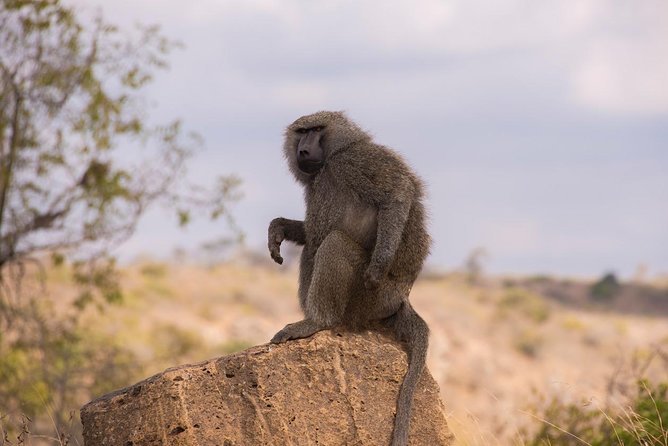 Half Day Nairobi Tour/nairobi Park/elephant/giraffe Centre - Meeting Points