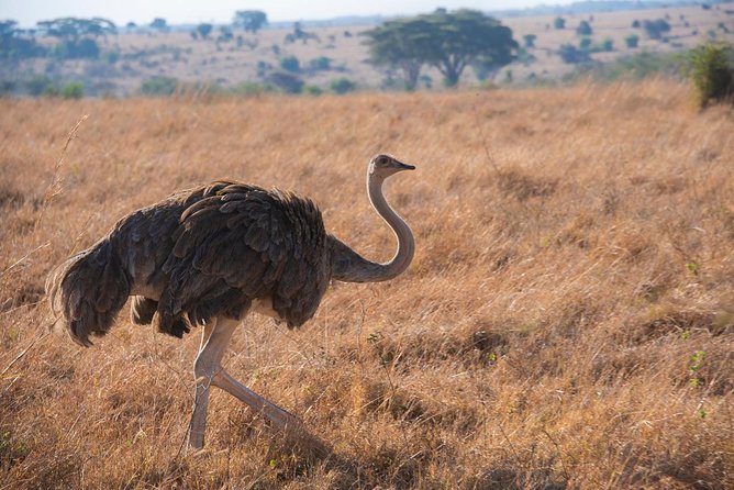 Half Day Nairobi Tour/nairobi Park/elephant/giraffe Centre - Inclusions