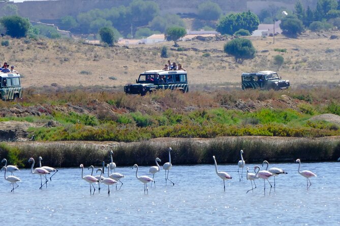 Half-Day Nature Safari in the Algarve - Customer Experiences and Reviews