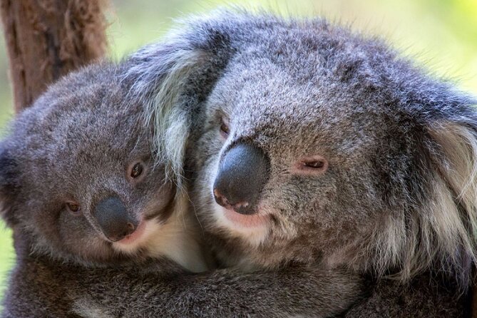 Half-Day or Full-Day Tour With Private Guide From Melbourne - Booking and Flexibility