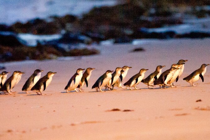 Half-Day or Full-Day Tour With Private Guide From Melbourne - Customer Reviews