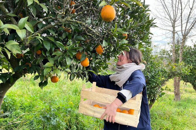 Half-Day-Orange Picking &Jam Cooking/Lunch With the Orange Farmer - Good To Know