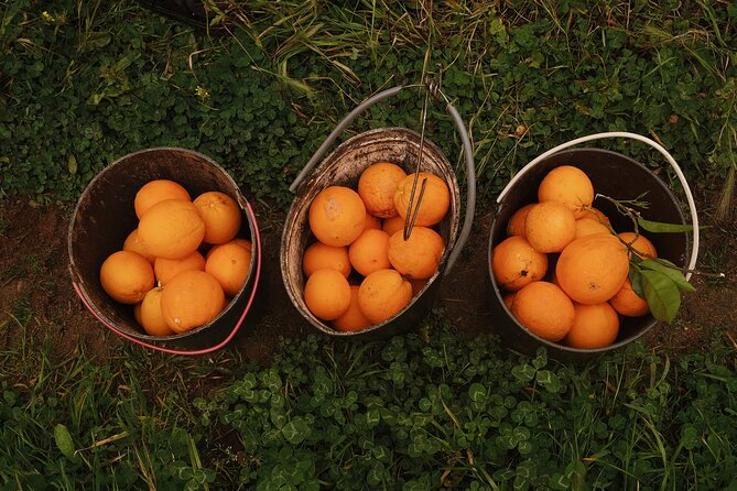 Half-Day-Orange Picking &Jam Cooking/Lunch With the Orange Farmer - Customer Support