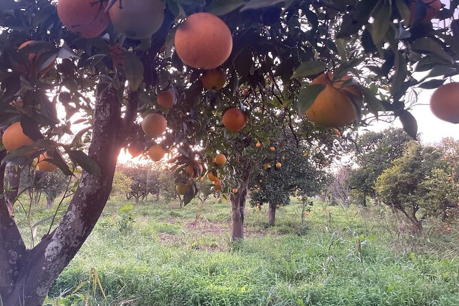 Half-Day-Orange Picking &Jam Cooking/Lunch With the Orange Farmer - Booking and Availability
