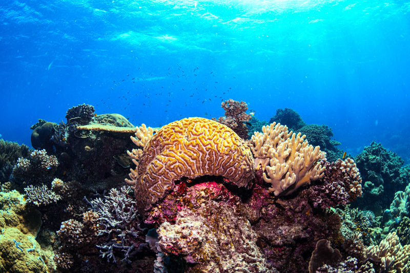 Half-Day Outer Reef Snorkel Experience from Cairns - What the price includes, and what it does not