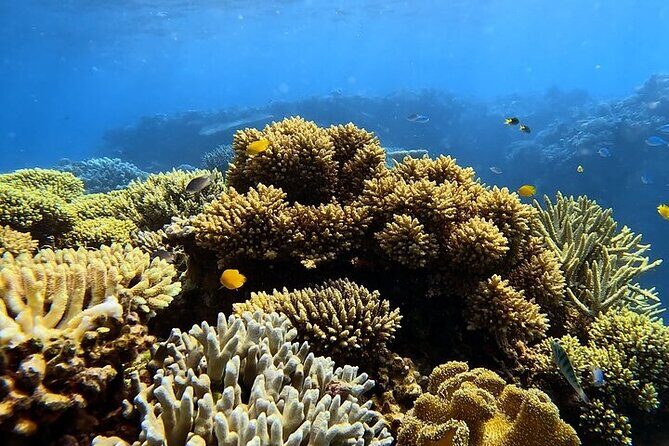 Half Day Outer Reef Snorkelling Tour from Port Douglas - FAQs