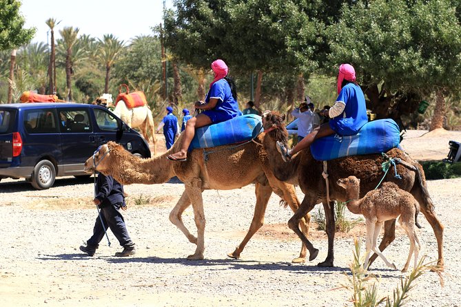 Half-Day Palm Grove Desert Quad & Camel Tour - Reviews and Ratings