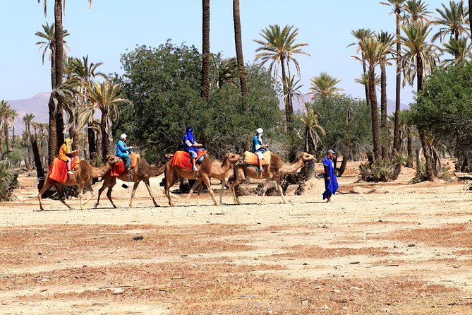 Half-Day Palm Grove Desert Quad & Camel Tour - Important Notes and Policies