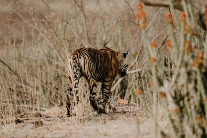 Half-Day Panna Safari: Guaranteed Tiger Sightings - Good To Know
