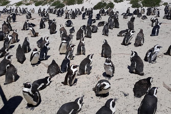 Half Day Penguins at Boulders Beach Small Group Fees Included - Additional Information