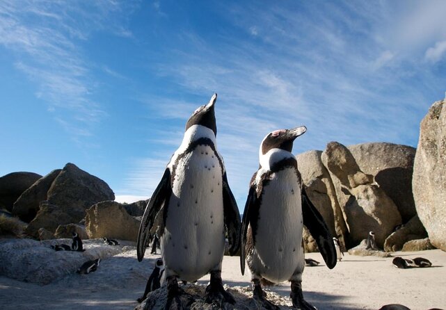 Half Day Penguins Boulders Beach and Cape Point Small Group Tour - Good To Know