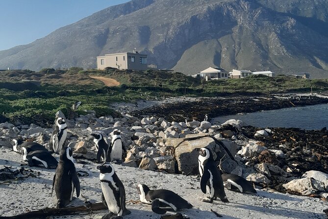 Half Day Penguins Boulders Beach and Cape Point Small Group Tour - Additional Fees and Charges