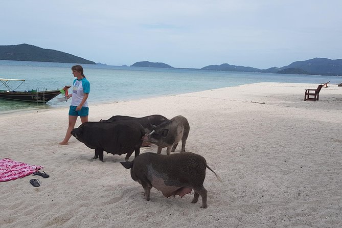 Half-Day Pig Island & Snorkeling Experience - Other Travelers Recommendations
