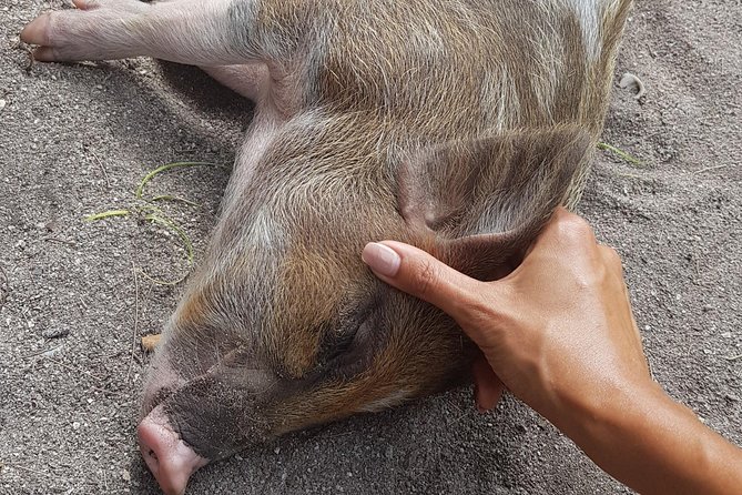 Half-Day Pig Island & Snorkeling Experience - Disappointing Experience and Negative Reviews