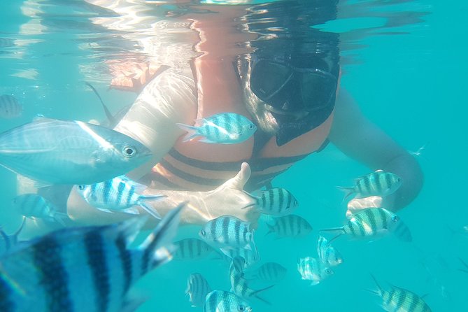 Half-Day Pig Island & Snorkeling Experience - Hosts Responses to Negative Reviews