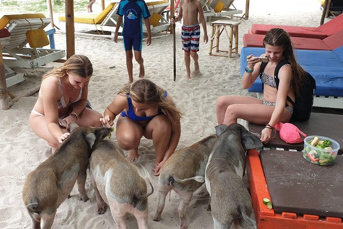 Half-Day Pig Island & Snorkeling Experience - Common Questions