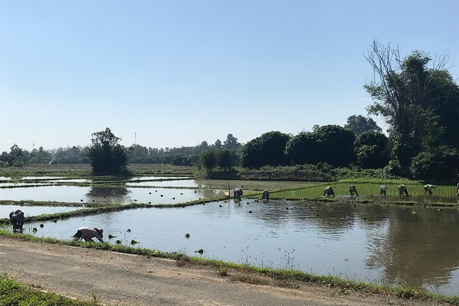 Half-Day Ping River and Rice Paddies E-Bike Adventure (Flat Land, Guided) - Positive Reviews and Feedback