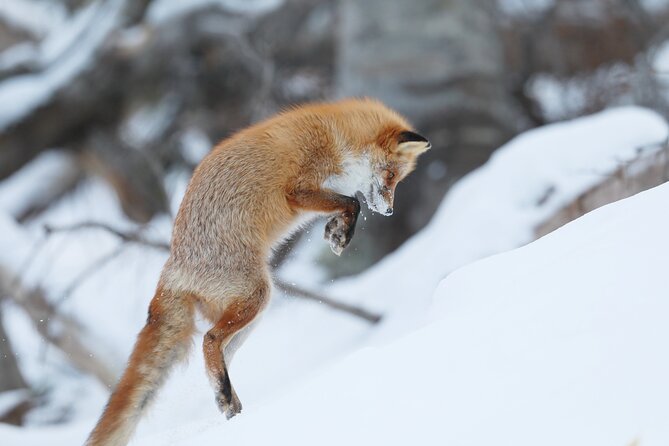 Half-Day Primeval Forest Snowshoe and Wildlife Watching Tour - Meeting and Pickup Information
