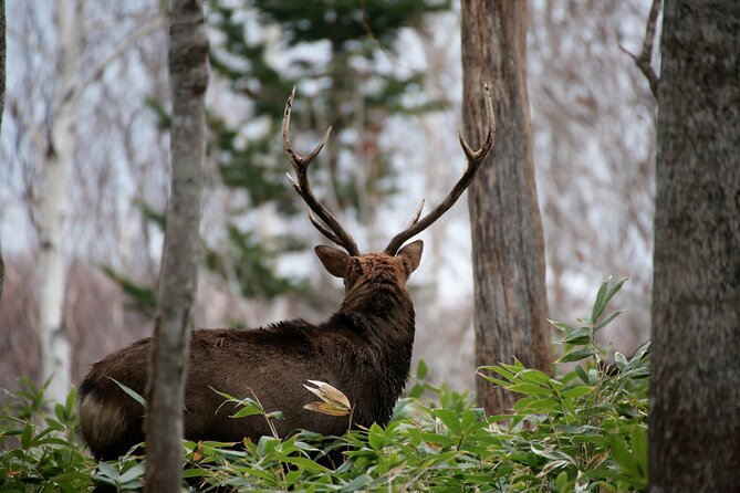 Half-Day Primeval Forest Snowshoe and Wildlife Watching Tour - Additional Information