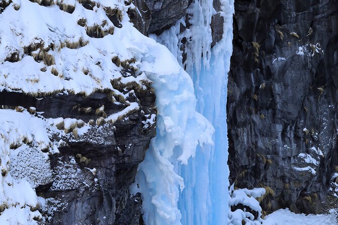 Half-Day Primeval Forest Snowshoe and Wildlife Watching Tour - Half-Day Itinerary